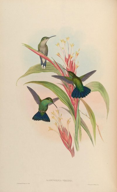 Lampornis viridis = Anthracothorax viridis door John Gould